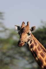 The giraffe (Giraffa camelopardalis) at Masai Mara, Kenya