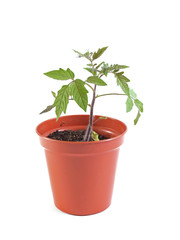 Organic tomato plant on a white background.
