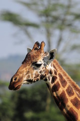 The giraffe (Giraffa camelopardalis) at Masai Mara, Kenya