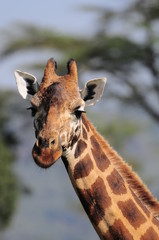 The giraffe (Giraffa camelopardalis) at Masai Mara, Kenya