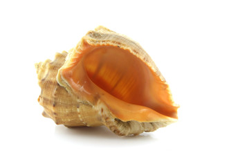 Sea shell