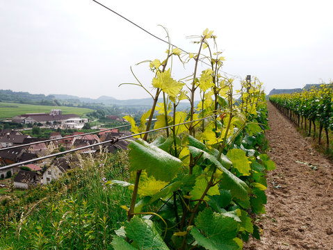 Blick auf die WG Oberbergen