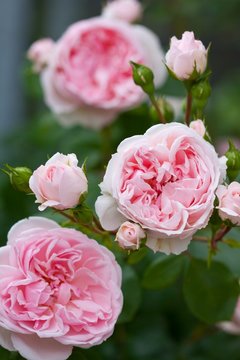 romantic roses