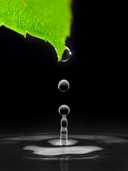 water drops falling down from green leaf, isolated on black