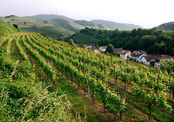 Oberbergen im Kaiserstuhl, Weinberge