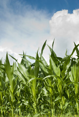Fototapeta premium Cornfield under cloudy sky