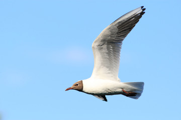 Black head gull in fly