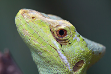 Closeup of a Basilisk