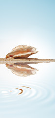 shell