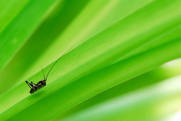 Little black grasshopper