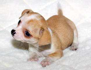 Chihuahua puppy