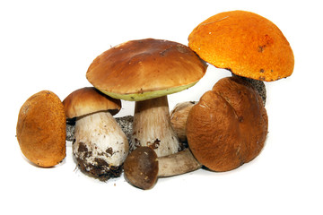 Porcini mushroom (Boletus edulis) aka bolete or penny bun isolat