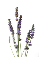 Lavande, fond blanc