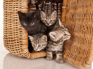 Fototapeta na wymiar cute kittens in a picnic basket