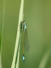 Azurjungfer