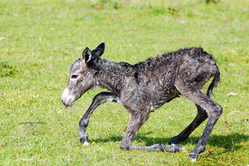 little donkey trying his first step