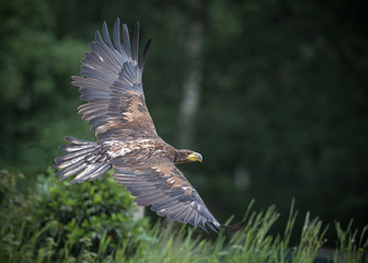 aigle