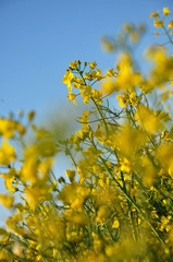 Rapsblüte