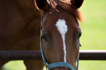 Fototapeta premium Close-up of beautiful bay horse