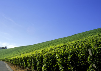 Fototapeta premium Vine landscape under a blue sky