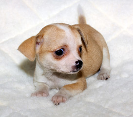 Chihuahua puppy