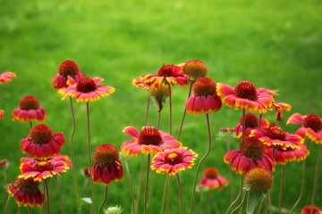 Obraz premium black-eyed susan