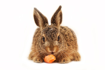Isolated european hare