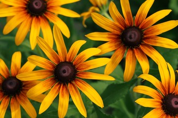 black-eyed susan