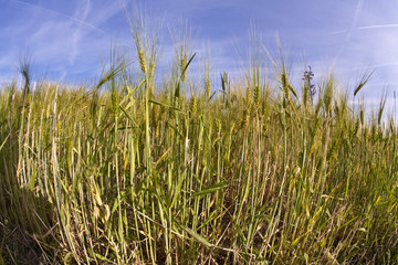 spica of wheat in corn field