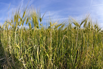 spica of wheat in corn field