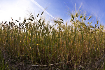 Obraz premium spica of wheat in corn field