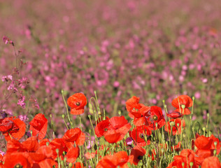 Mohnblüten