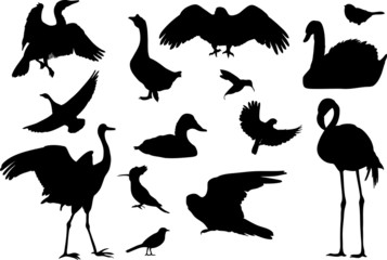silhouettes of birds