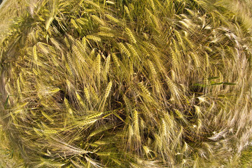 spica of wheat in corn field