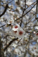 Flowers of an almond tree in spring Aragon Spain