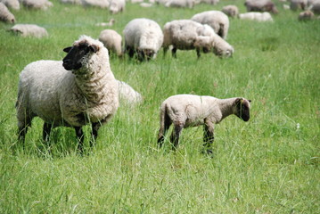 Fototapeta premium schafe