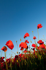 Obraz premium Poppy field
