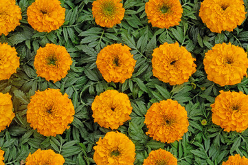 plants de rose d'inde
