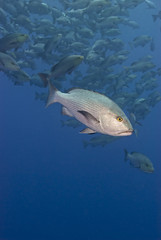 Twinspot snapper, with big school in the background.