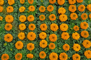 plants de rose d'inde