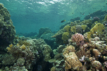 Reefscape in the shallows, with various species of hard coral.