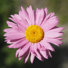 Obraz premium Runde Blüte