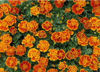plants d'oeillet d'inde