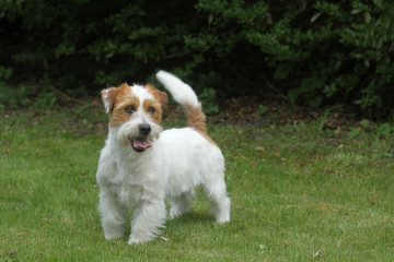jack russell terrier joyeux