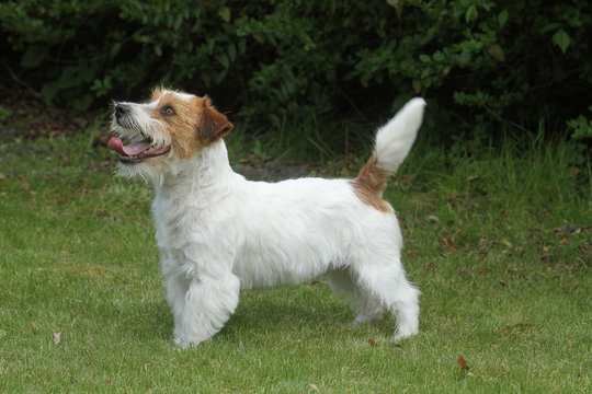 jack russell terrier de profil attentif