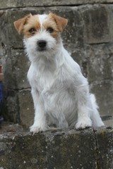 expression vive du jack russell terrier