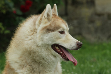 portrait de profil du chien de traineau