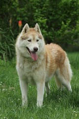 siberian husky debout de face immobile