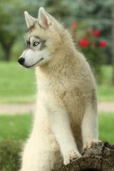 regard attentif du jeune husky sibérien