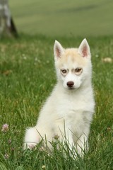 chiot husky sibérien